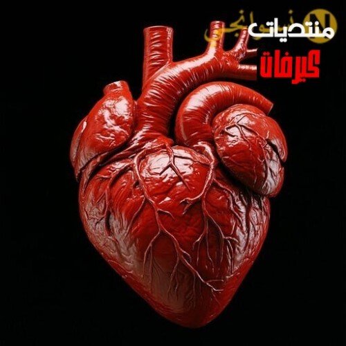 human-heart-anatomy-stockcake.jpg